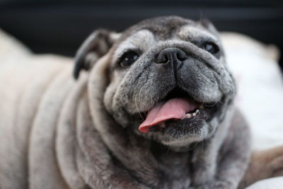 Close-up of a dog