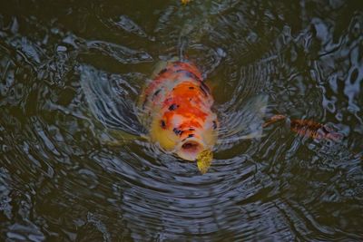 High angle view of koi carps swimming in water