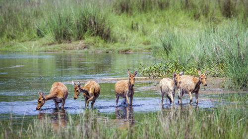 Horses in a lake