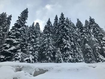 Pine trees on snow covered field against sky