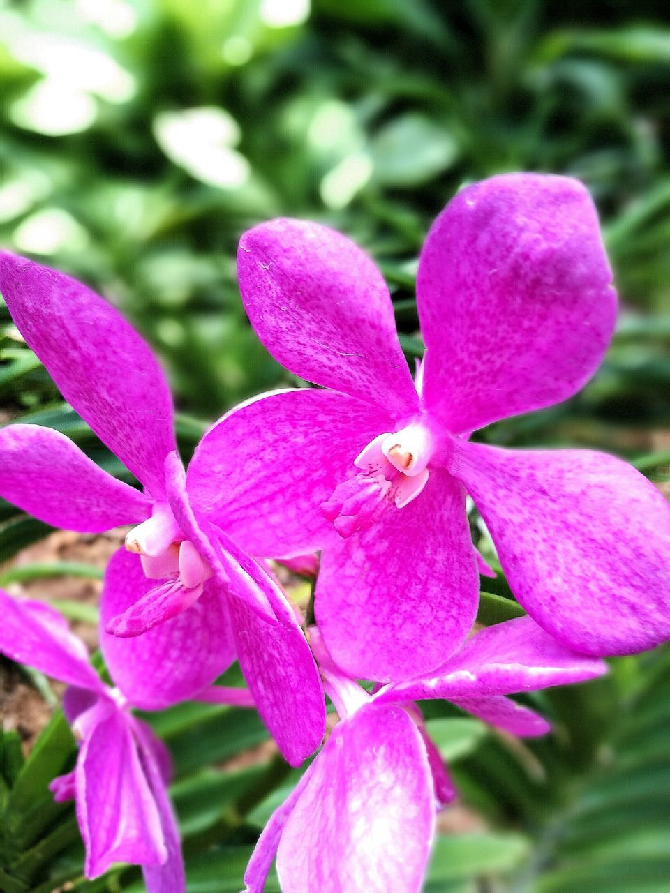 CLOSE-UP OF PINK FLOWERS BLOOMING IN GARDEN