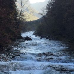 Scenic view of river stream in forest