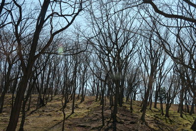 Bare trees in forest