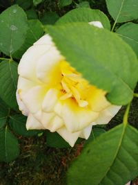 Close-up of yellow flower blooming outdoors