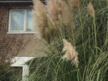 Plants growing outside house