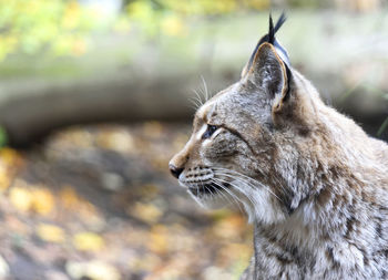 Close-up of a cat looking away