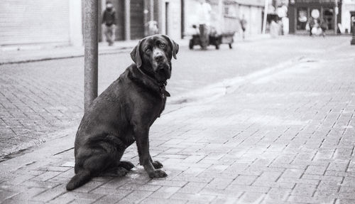 Portrait of dog sitting on sidewalk