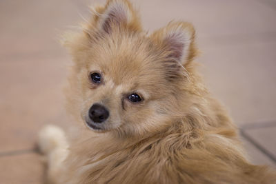 Close-up portrait of dog