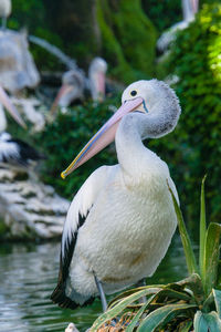 Close-up of pelican perching on lake