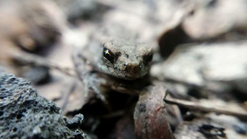 Close-up of lizard