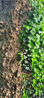 High angle view of ivy growing on tree