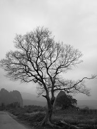 Bare tree on landscape against sky