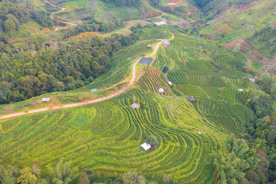 Scenic view of agricultural field