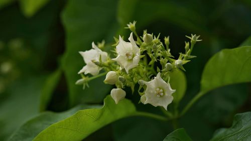 Close-up of white flowering plant