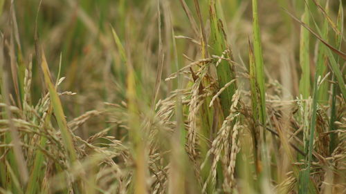 Close-up of stalks in field