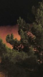 Scenic view of grassy field