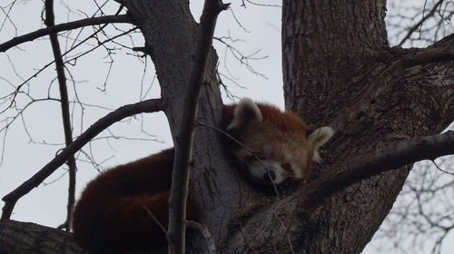 Low angle view of a cat on tree