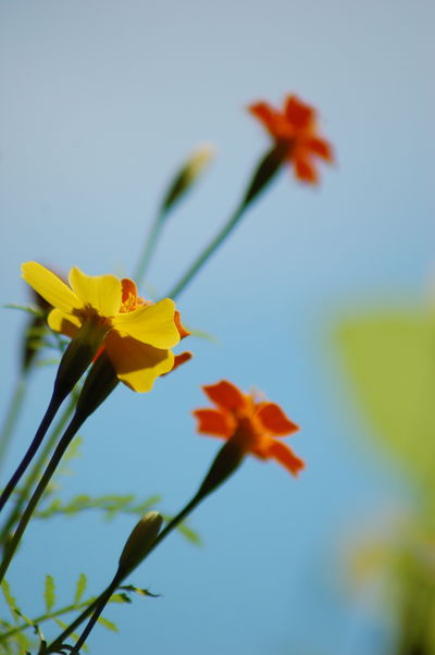 Low angle view of cosmos flowers against sky