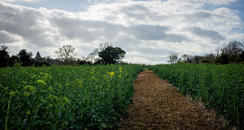 Scenic view of agricultural field against sky