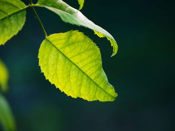 Close-up of green leaf