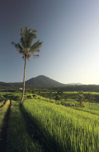 Scenic view of agricultural field against clear sky