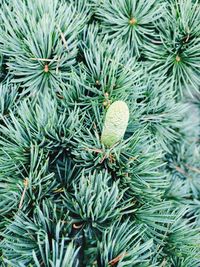 High angle view of pine tree