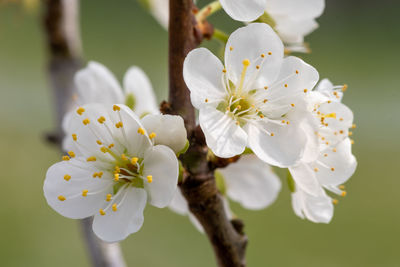 Macro shot of sloe  blossom