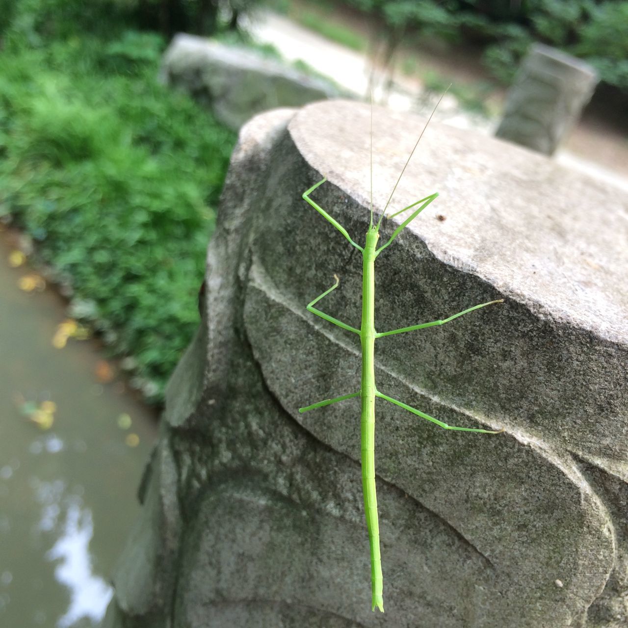 one animal, animal themes, animals in the wild, insect, wildlife, close-up, green color, leaf, nature, focus on foreground, plant, day, outdoors, selective focus, high angle view, no people, dragonfly, growth, green, sunlight