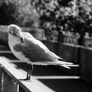 Close-up of bird perching