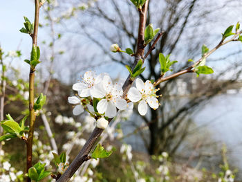 Close-up of white apple blossoms in spring