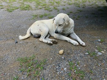 Close-up of dog sleeping