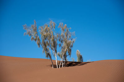 View from nature and landscapes of dasht e lut or sahara desert with rotten tamarisk tree . 