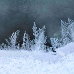 Close-up of frozen tree on snow covered field