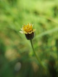 Close-up of yellow flower