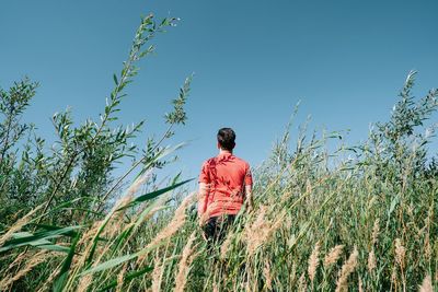 Rear view of man standing in reed field against clear sky