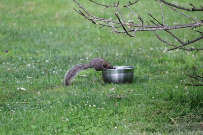 Squirrel drinking water from a bowl in a yard