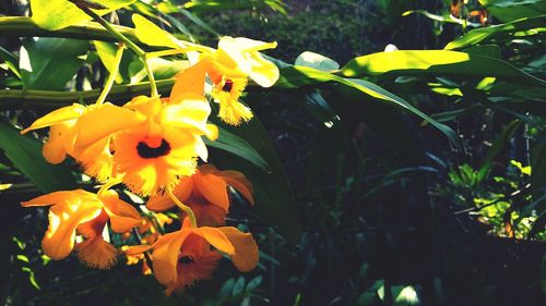 Close-up of yellow flowering plant