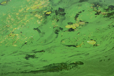 High angle view of leaf floating on water