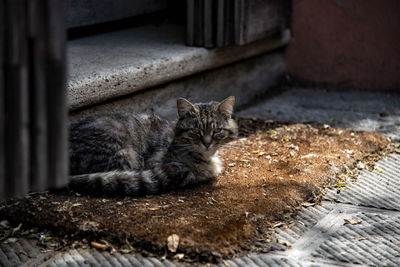 Portrait of cat sitting