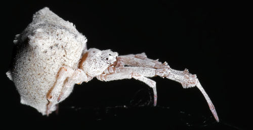 Close-up of leaf over black background