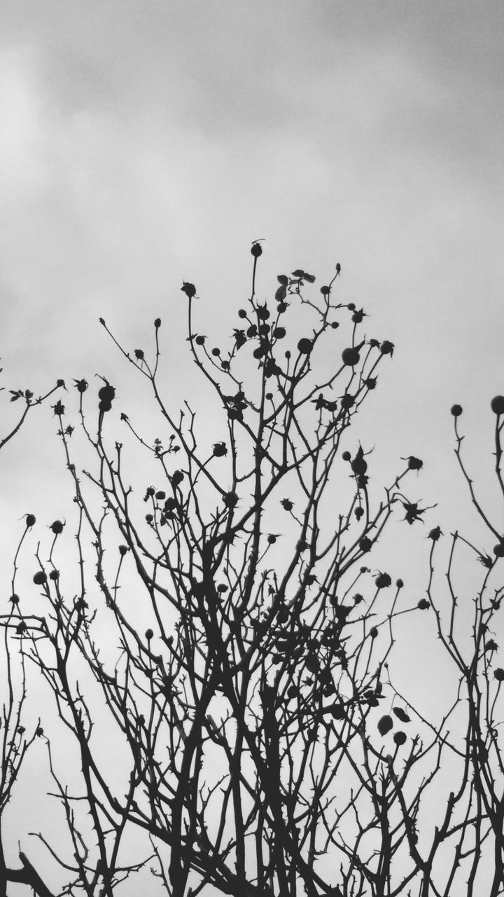 low angle view, bird, animal themes, animals in the wild, wildlife, sky, branch, silhouette, bare tree, tree, perching, nature, flying, flock of birds, beauty in nature, growth, outdoors, tranquility, no people