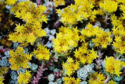 Close-up of yellow flowering plants