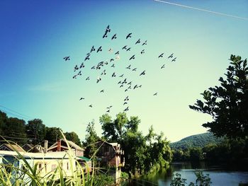 Birds flying over sea