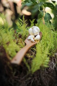 Close-up of mushroom growing on field