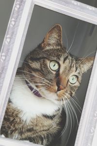 Close-up portrait of a cat