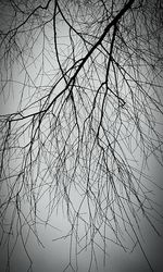 branch
