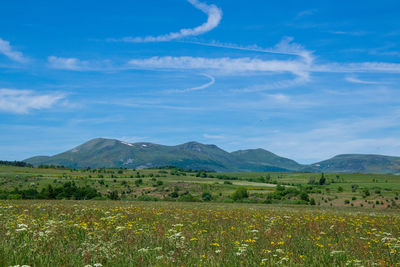 Scenic view of field against sky