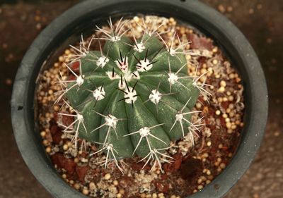 High angle view of succulent plant in pot