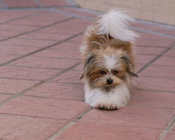 Close-up of puppy on footpath