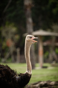 Close-up of a bird on rock